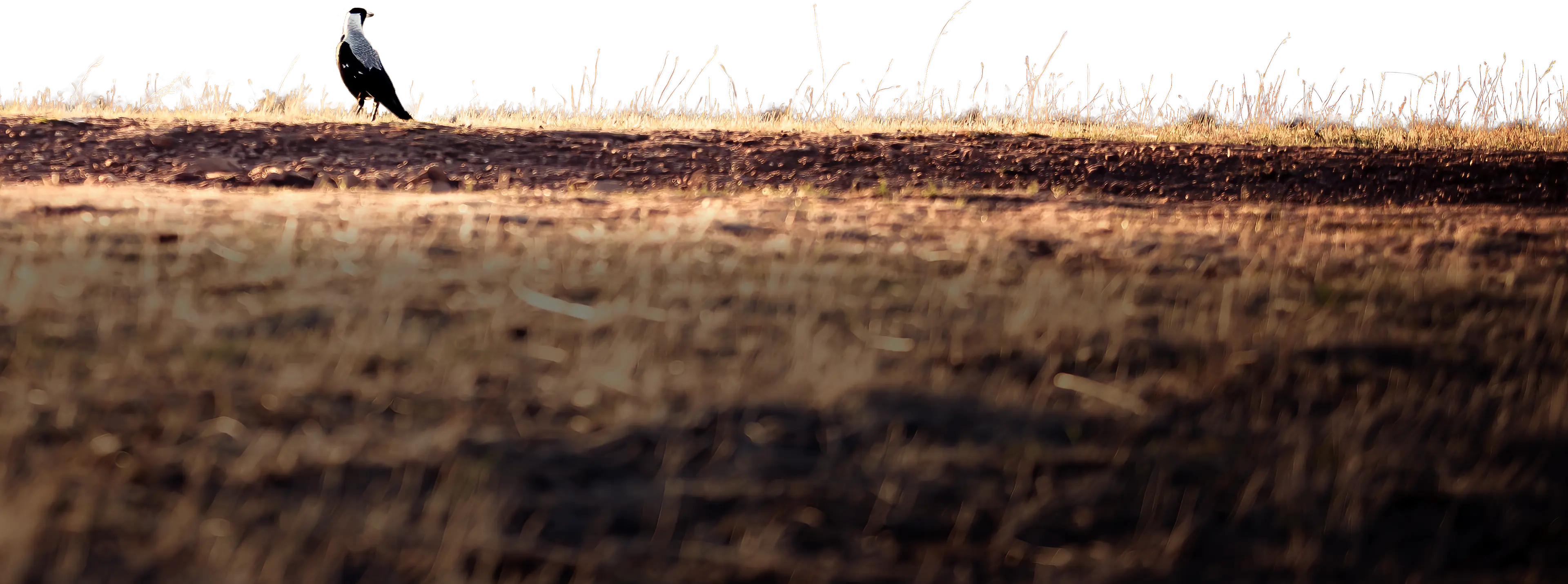 Adelaide Hills foreground